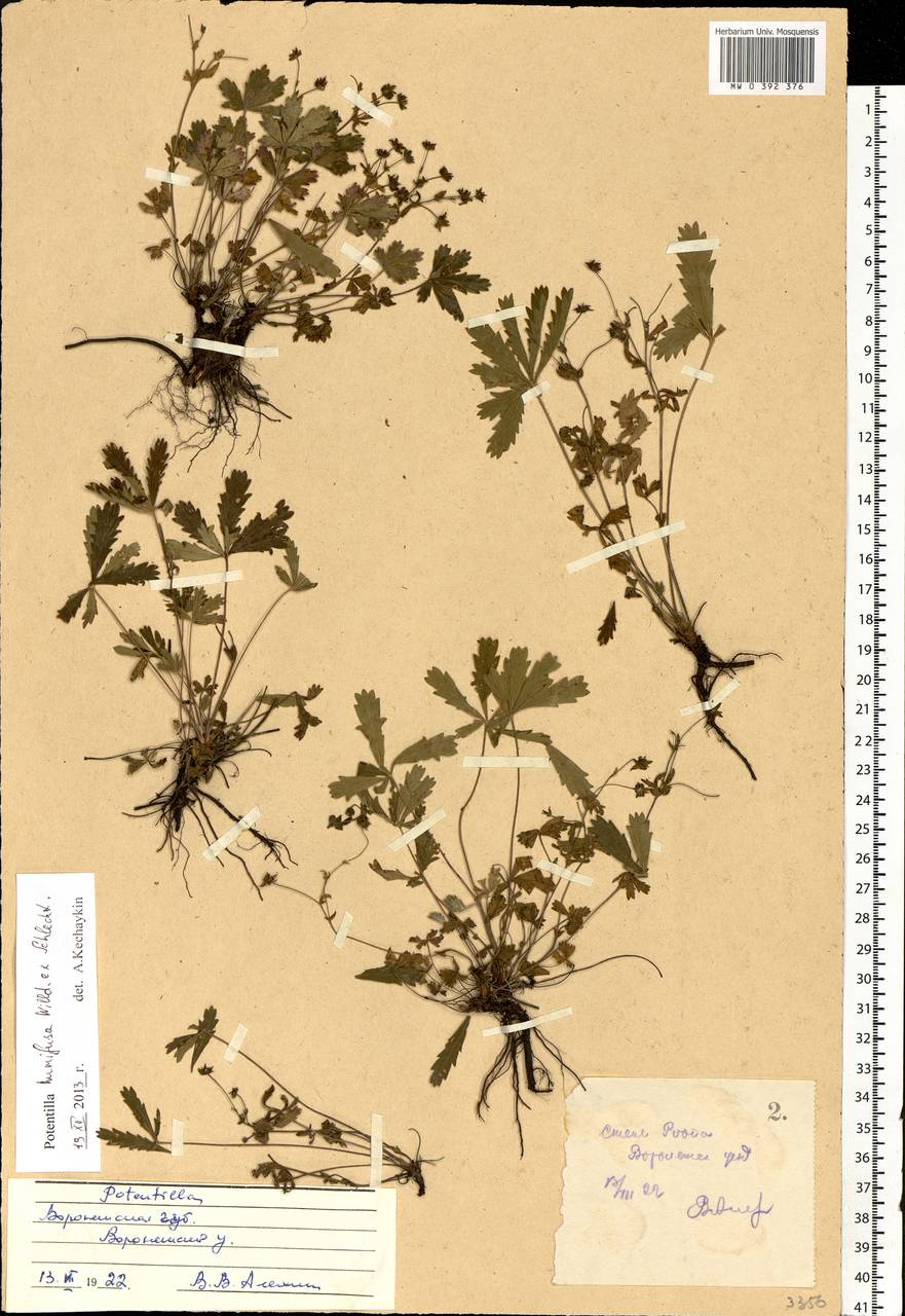 Potentilla humifusa Willd., Eastern Europe, Central forest-and-steppe region (E6) (Russia)