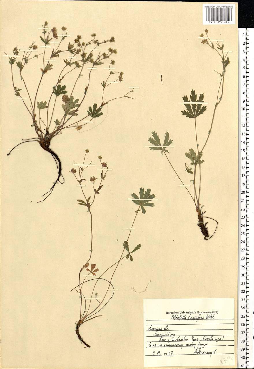 Potentilla humifusa Willd., Eastern Europe, Central forest-and-steppe region (E6) (Russia)