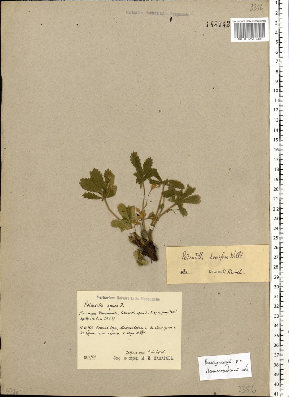 Potentilla humifusa Willd., Eastern Europe, Volga-Kama region (E7) (Russia)