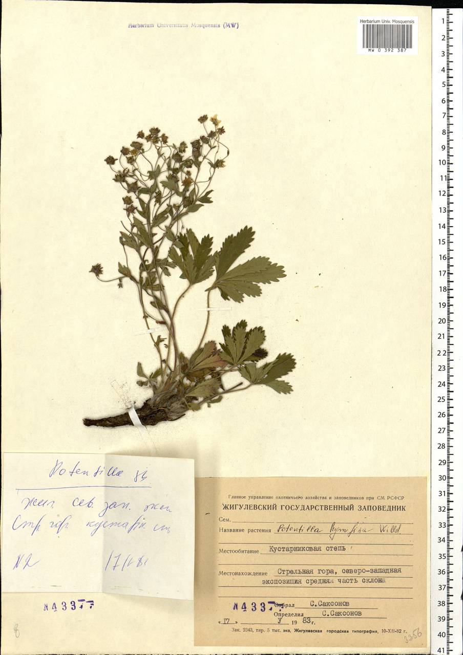Potentilla humifusa Willd., Eastern Europe, Middle Volga region (E8) (Russia)