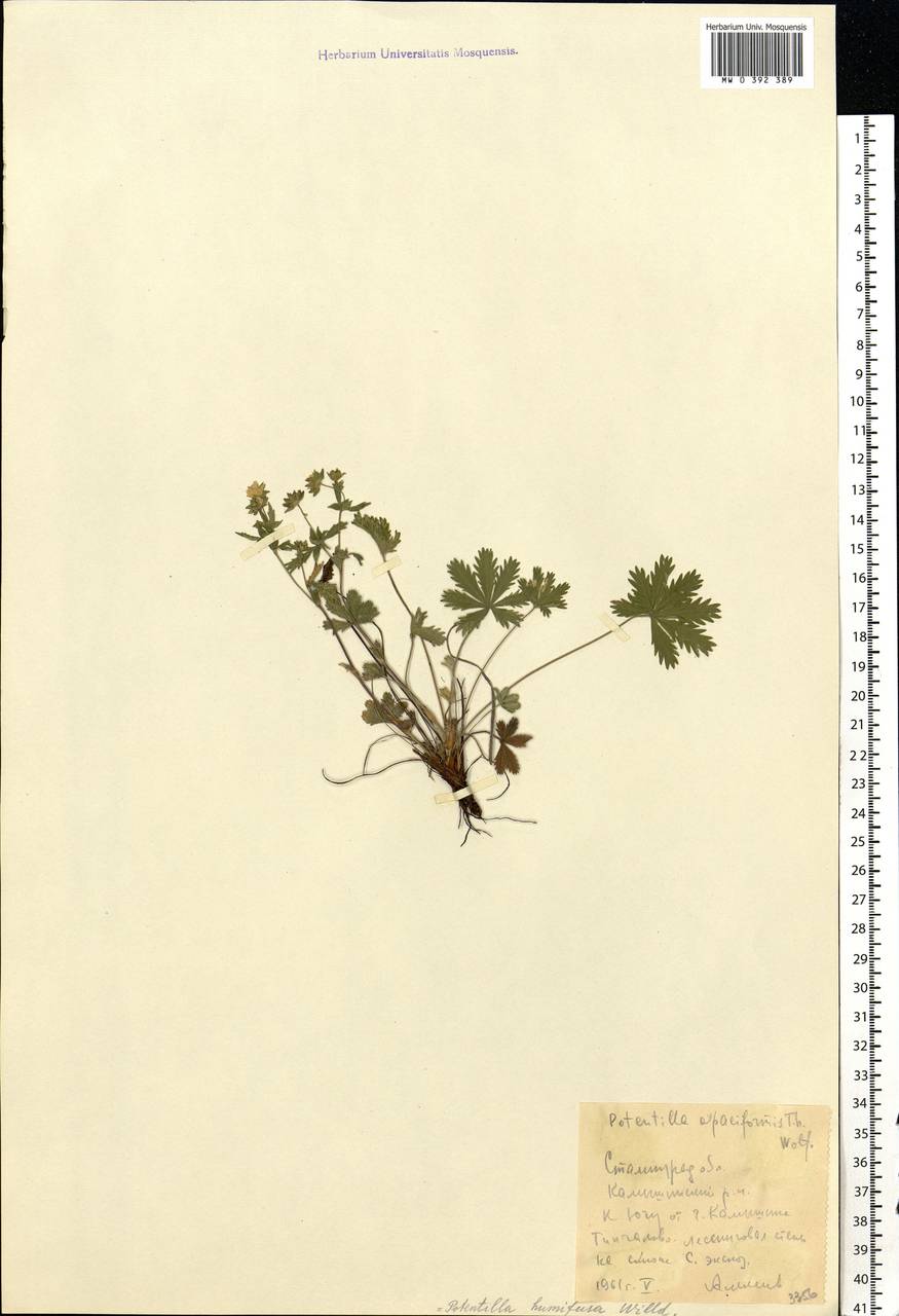 Potentilla humifusa Willd., Eastern Europe, Lower Volga region (E9) (Russia)