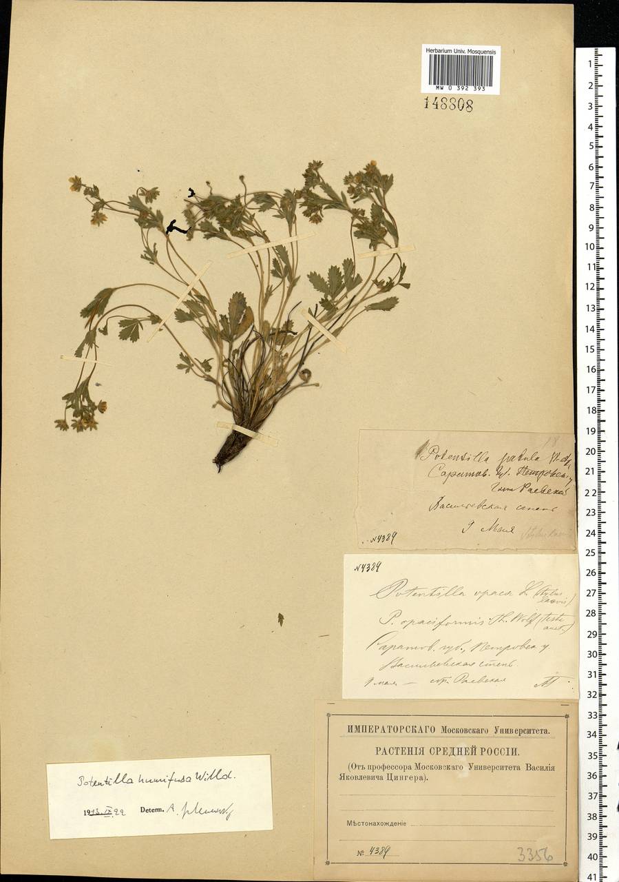 Potentilla humifusa Willd., Eastern Europe, Lower Volga region (E9) (Russia)
