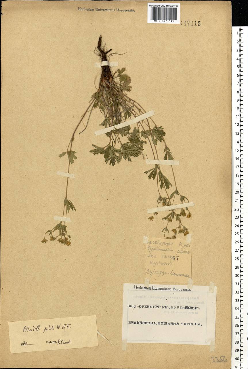 Potentilla humifusa Willd., Eastern Europe, Eastern region (E10) (Russia)