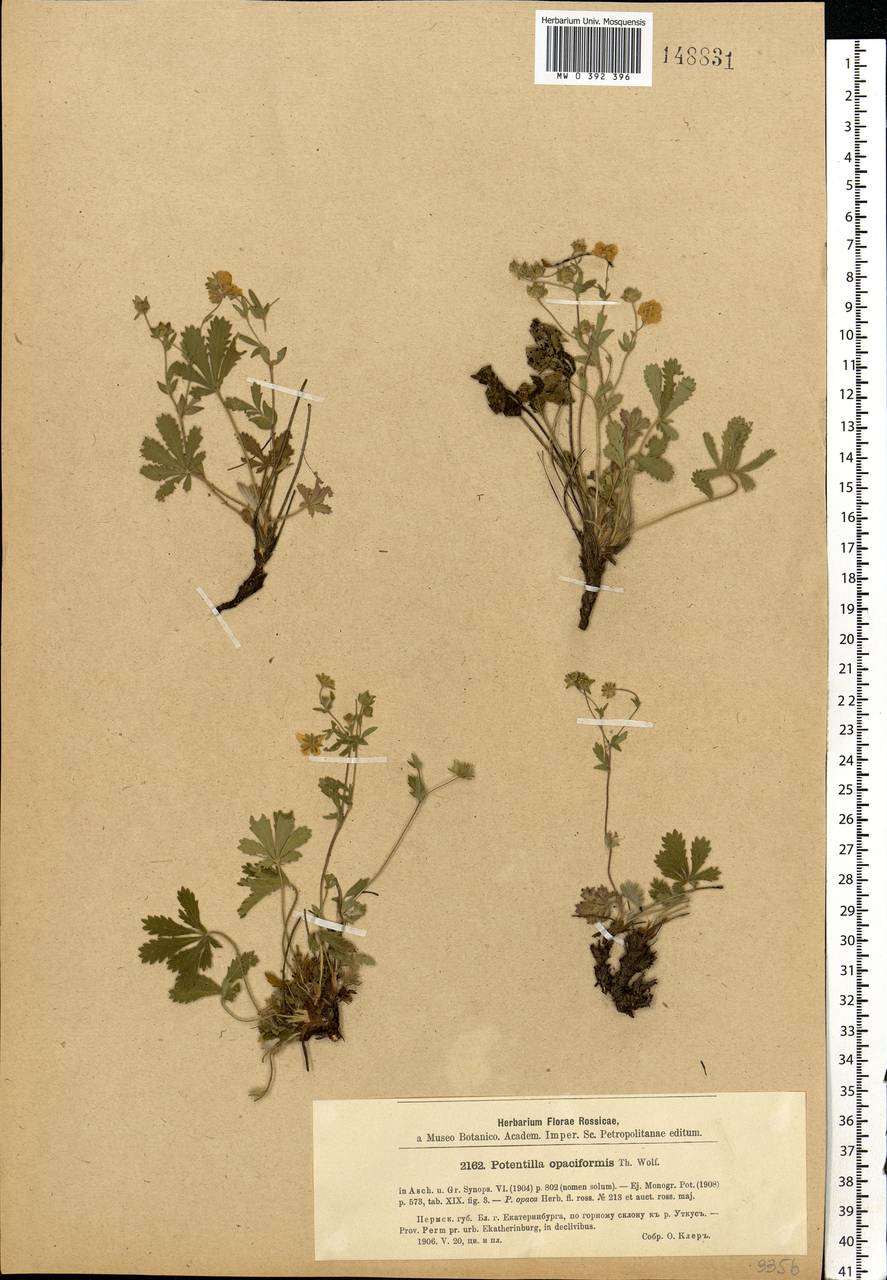 Potentilla humifusa Willd. ex D. F. K. Schltdl., Eastern Europe, Eastern region (E10) (Russia)
