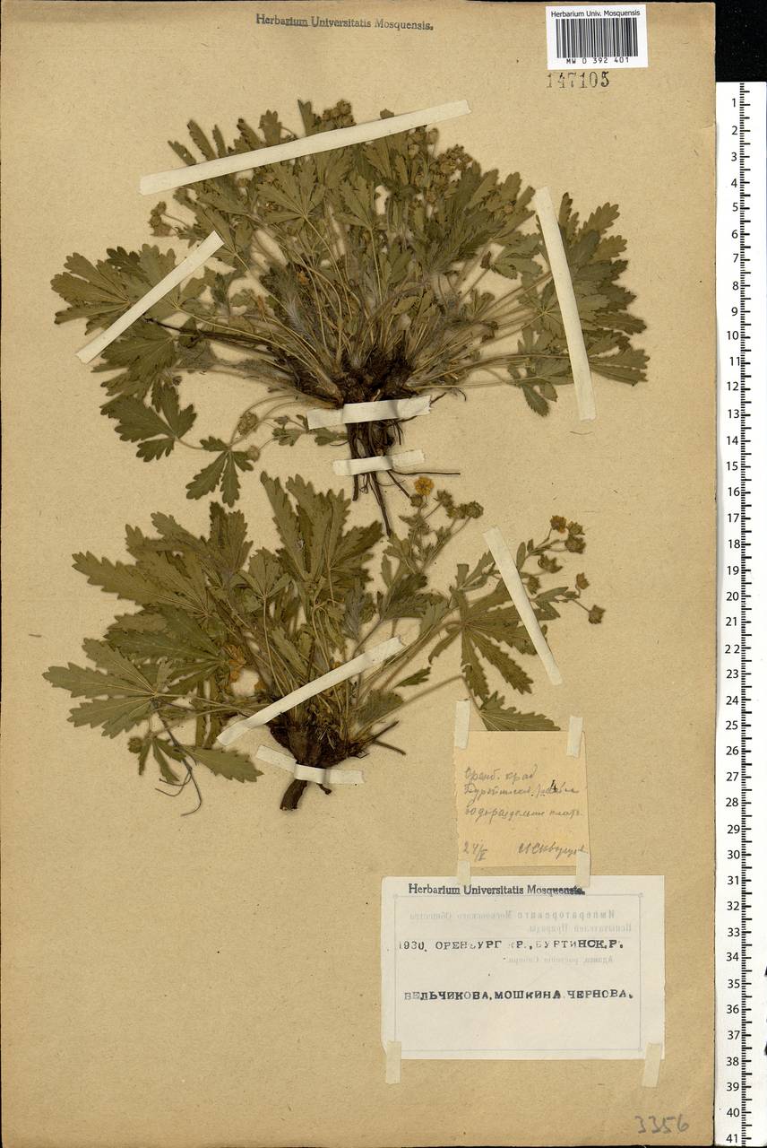 Potentilla humifusa Willd. ex D. F. K. Schltdl., Eastern Europe, Eastern region (E10) (Russia)