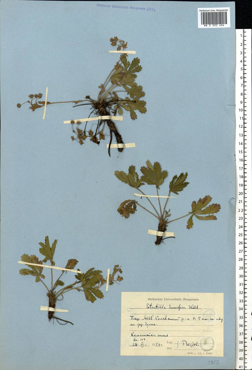 Potentilla humifusa Willd., Eastern Europe, Eastern region (E10) (Russia)