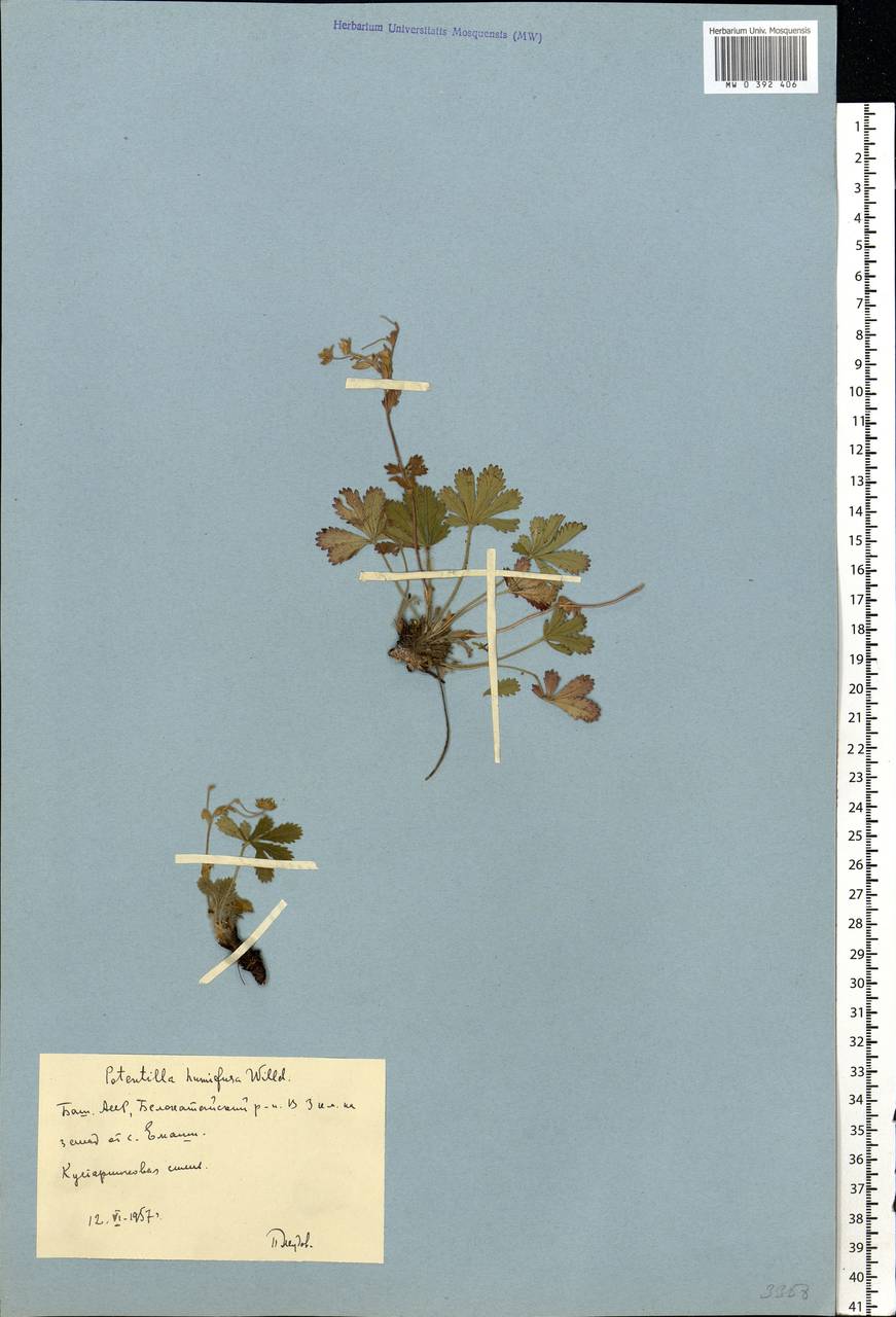 Potentilla humifusa Willd., Eastern Europe, Eastern region (E10) (Russia)