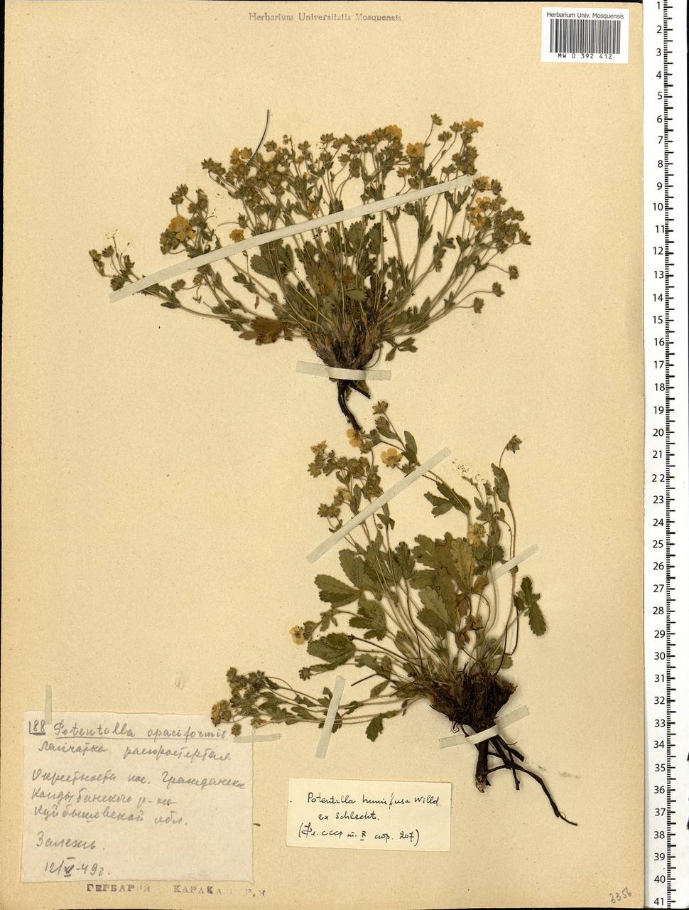 Potentilla humifusa Willd., Eastern Europe, Middle Volga region (E8) (Russia)