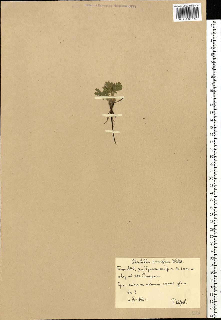 Potentilla humifusa Willd., Eastern Europe, Eastern region (E10) (Russia)