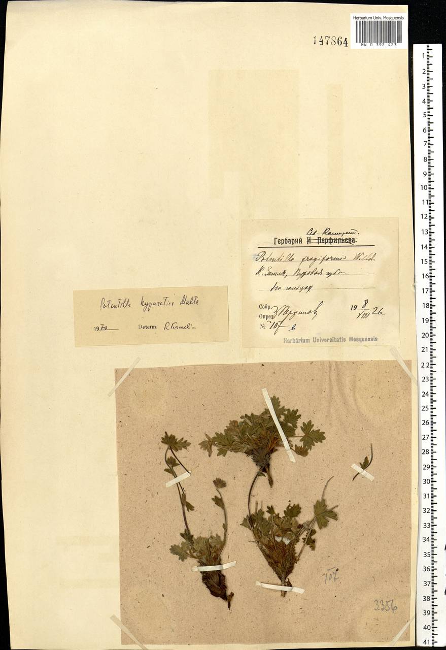 Potentilla hyparctica Malte, Eastern Europe, Northern region (E1) (Russia)