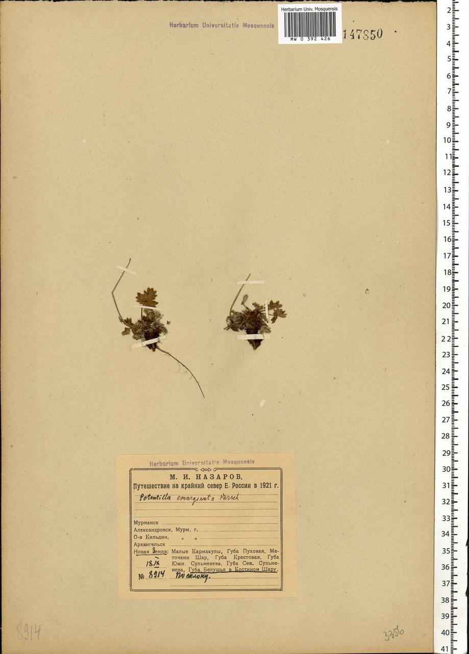 Potentilla hyparctica Malte, Eastern Europe, Northern region (E1) (Russia)