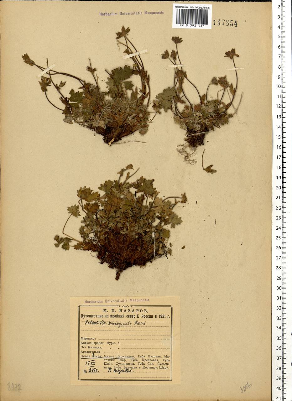 Potentilla hyparctica Malte, Eastern Europe, Northern region (E1) (Russia)