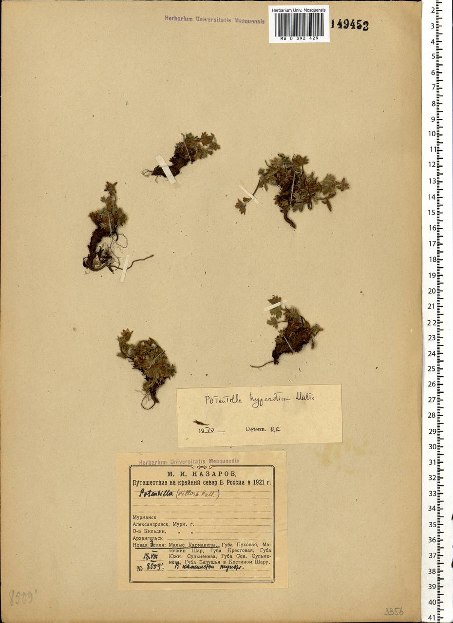 Potentilla hyparctica Malte, Eastern Europe, Northern region (E1) (Russia)