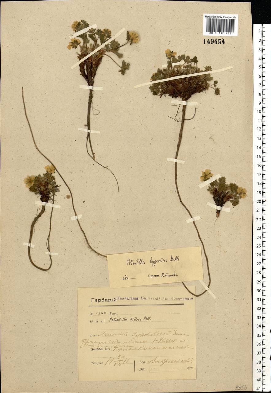 Potentilla hyparctica Malte, Eastern Europe, Northern region (E1) (Russia)