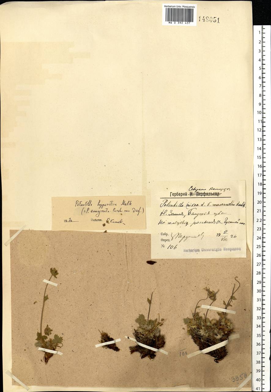 Potentilla hyparctica Malte, Eastern Europe, Northern region (E1) (Russia)