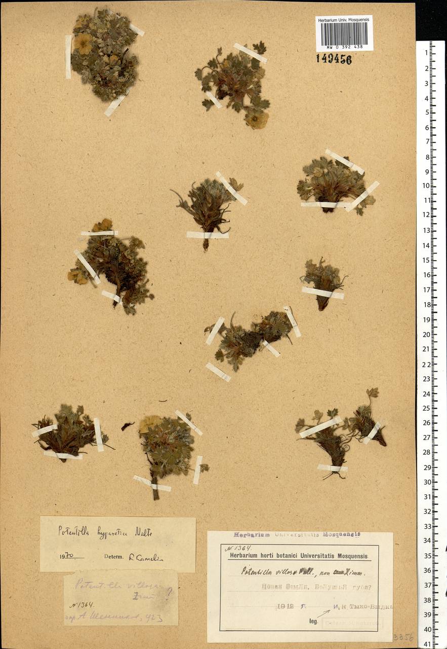 Potentilla hyparctica Malte, Eastern Europe, Northern region (E1) (Russia)