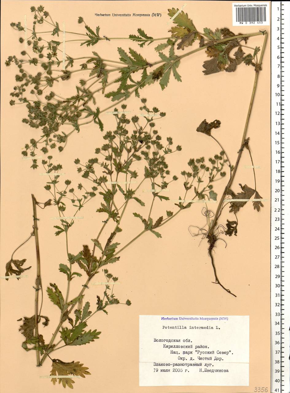 Potentilla intermedia L., Eastern Europe, Northern region (E1) (Russia)