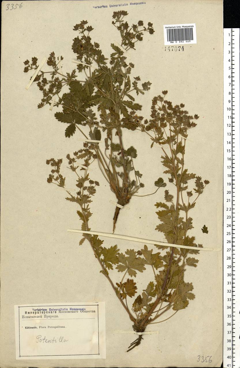 Potentilla intermedia L., Eastern Europe, North-Western region (E2) (Russia)