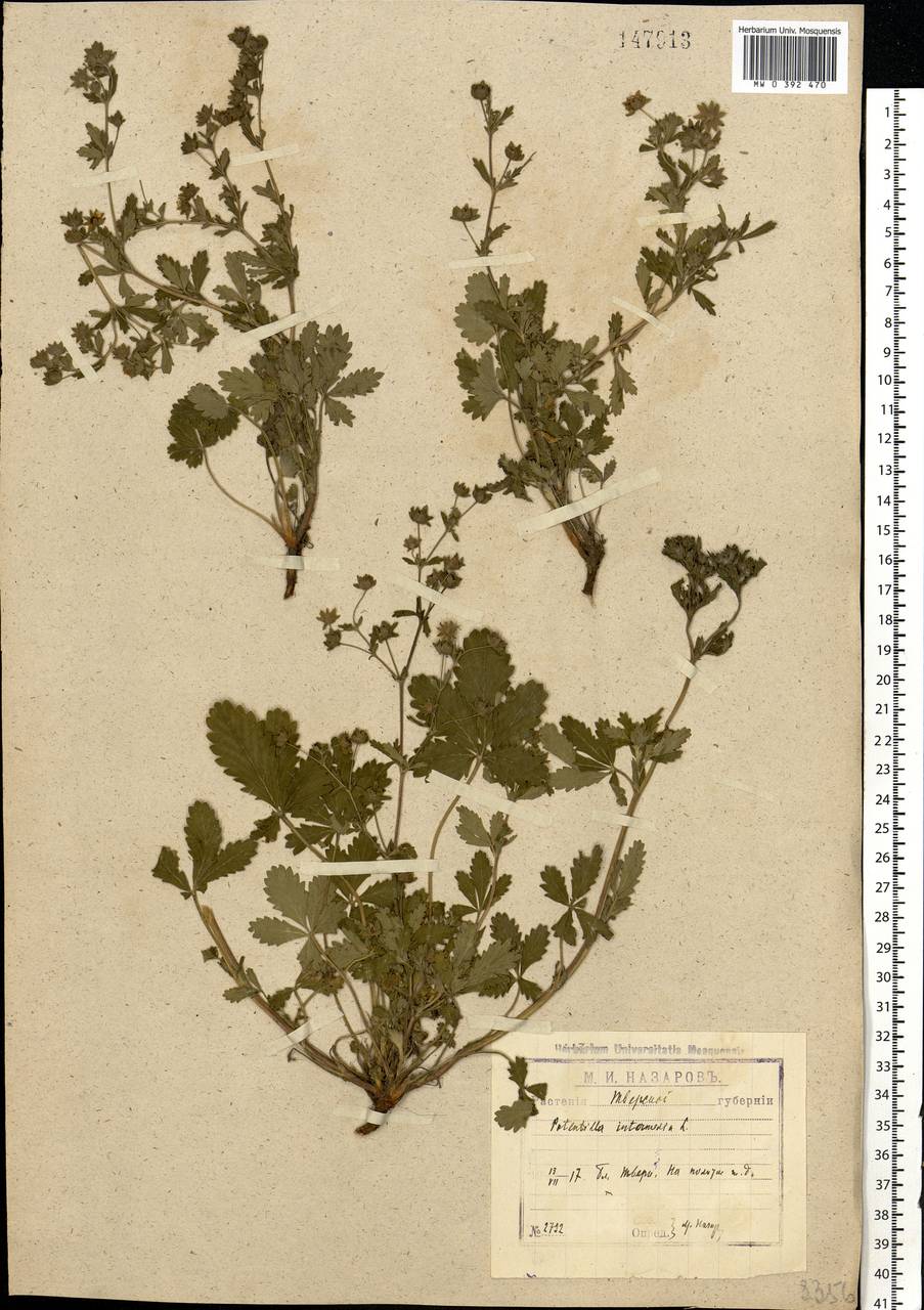 Potentilla intermedia L., Eastern Europe, North-Western region (E2) (Russia)