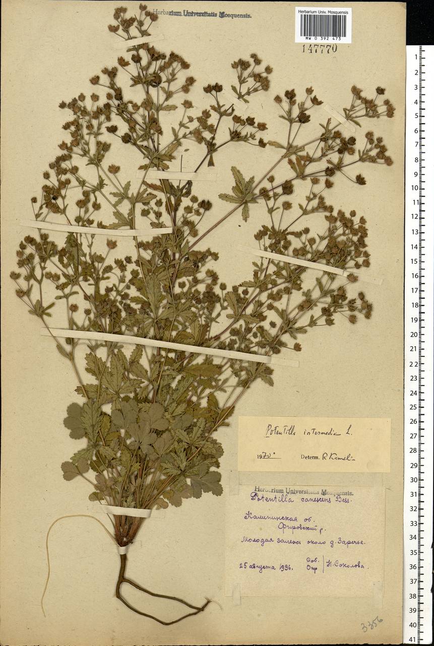 Potentilla intermedia L., Eastern Europe, North-Western region (E2) (Russia)