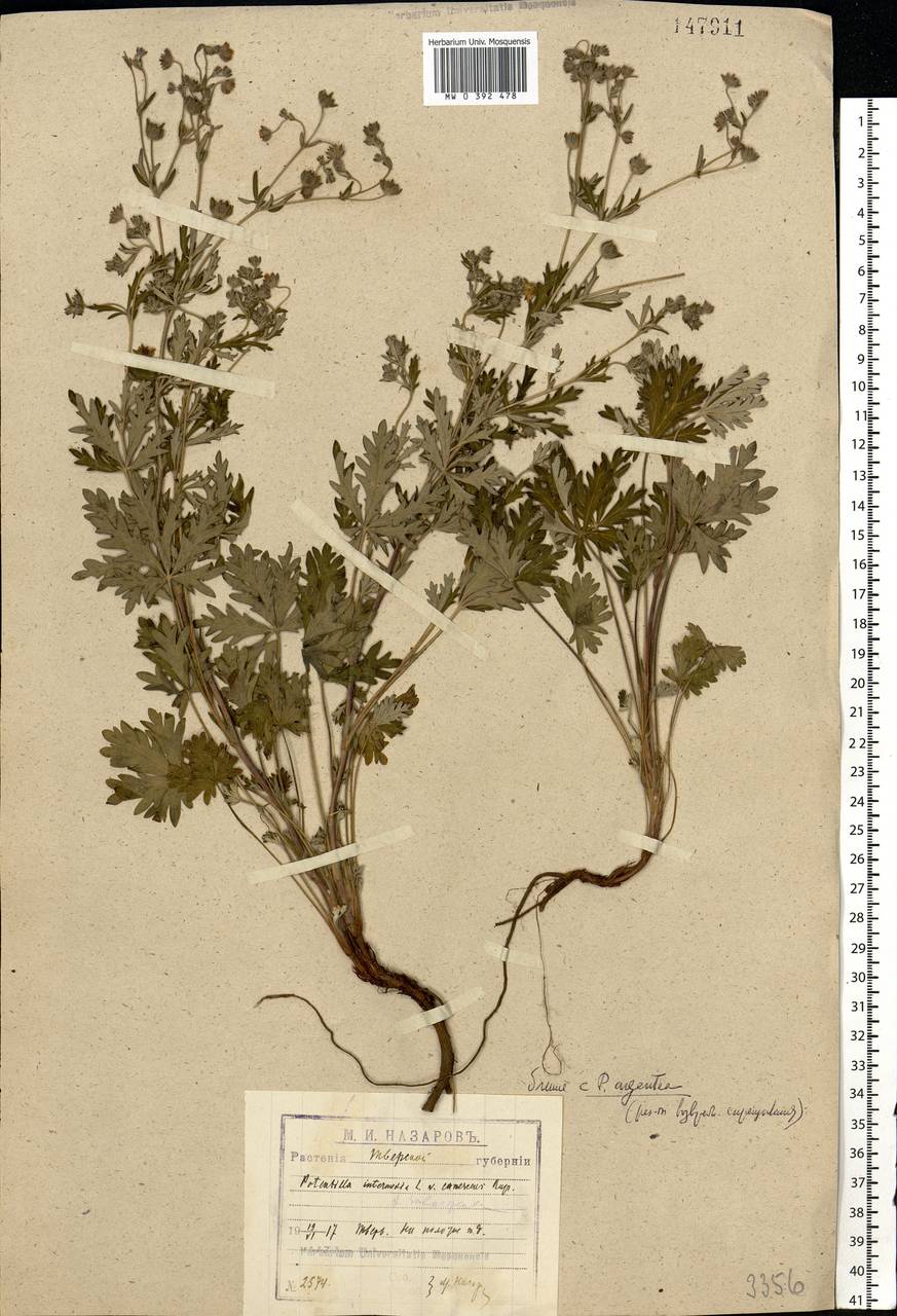 Potentilla intermedia L., Eastern Europe, North-Western region (E2) (Russia)
