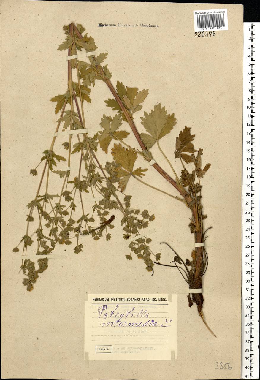 Potentilla intermedia L., Eastern Europe, North-Western region (E2) (Russia)