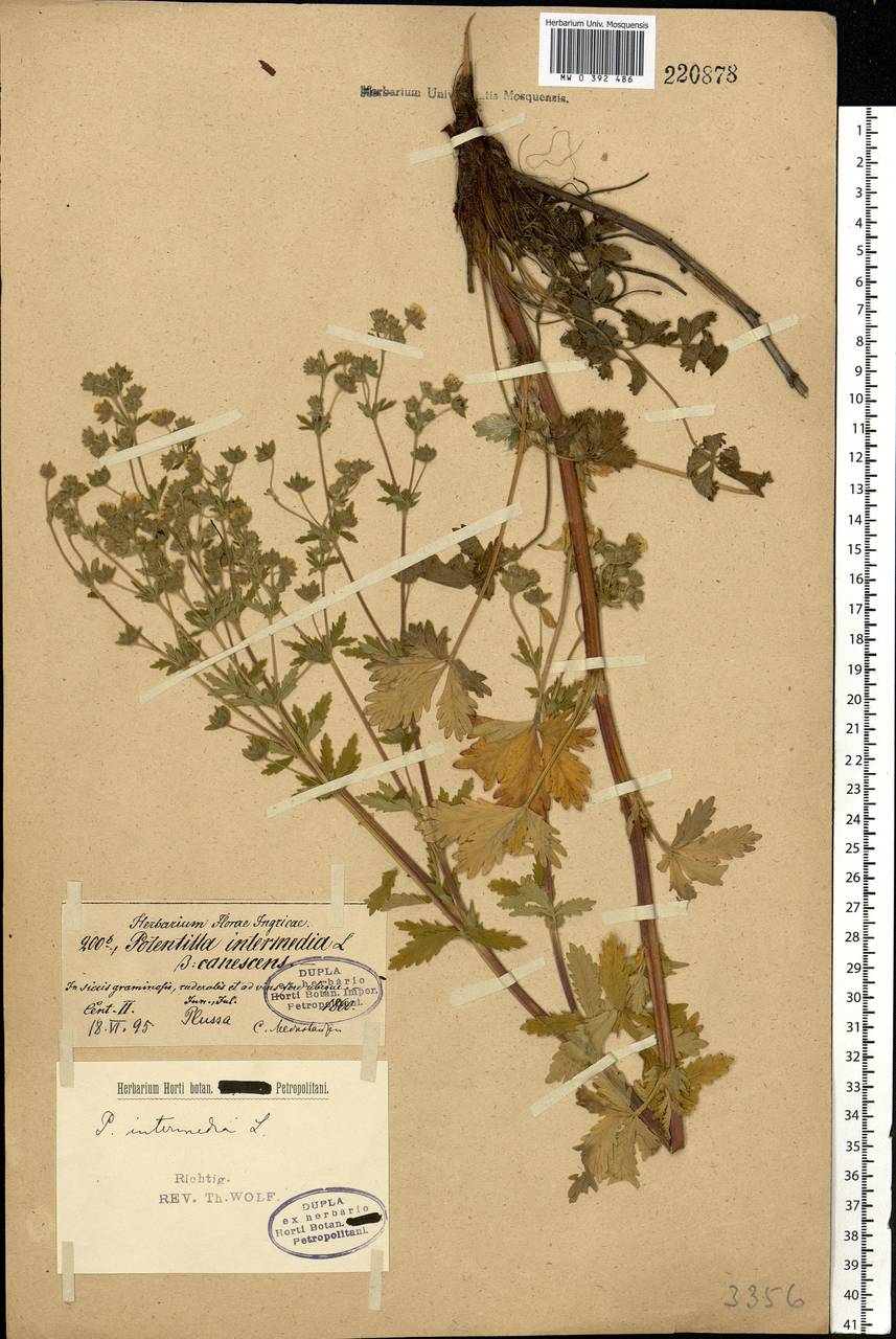 Potentilla intermedia L., Eastern Europe, North-Western region (E2) (Russia)