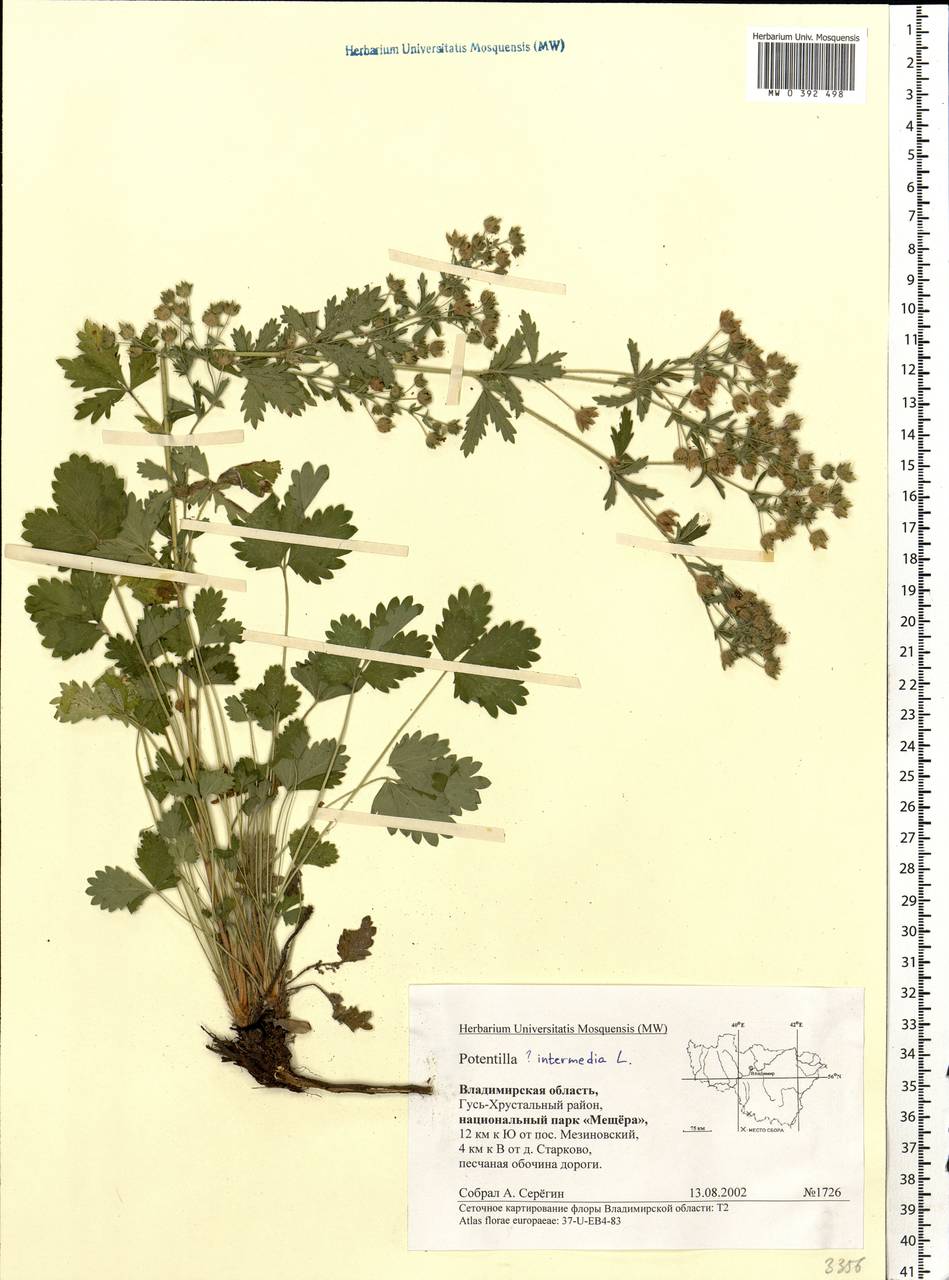 Potentilla intermedia L., Eastern Europe, Central region (E4) (Russia)