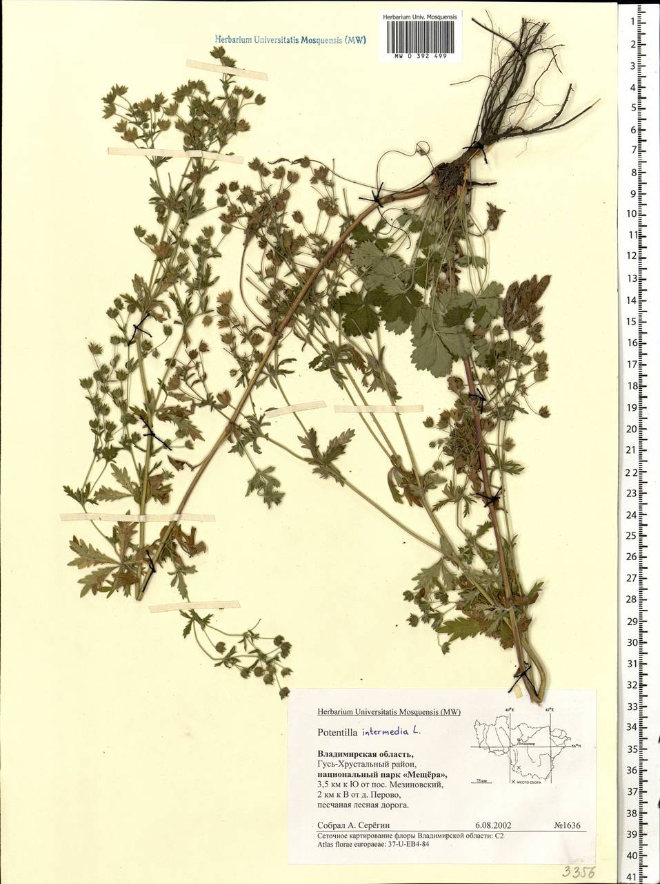 Potentilla intermedia L., Eastern Europe, Central region (E4) (Russia)