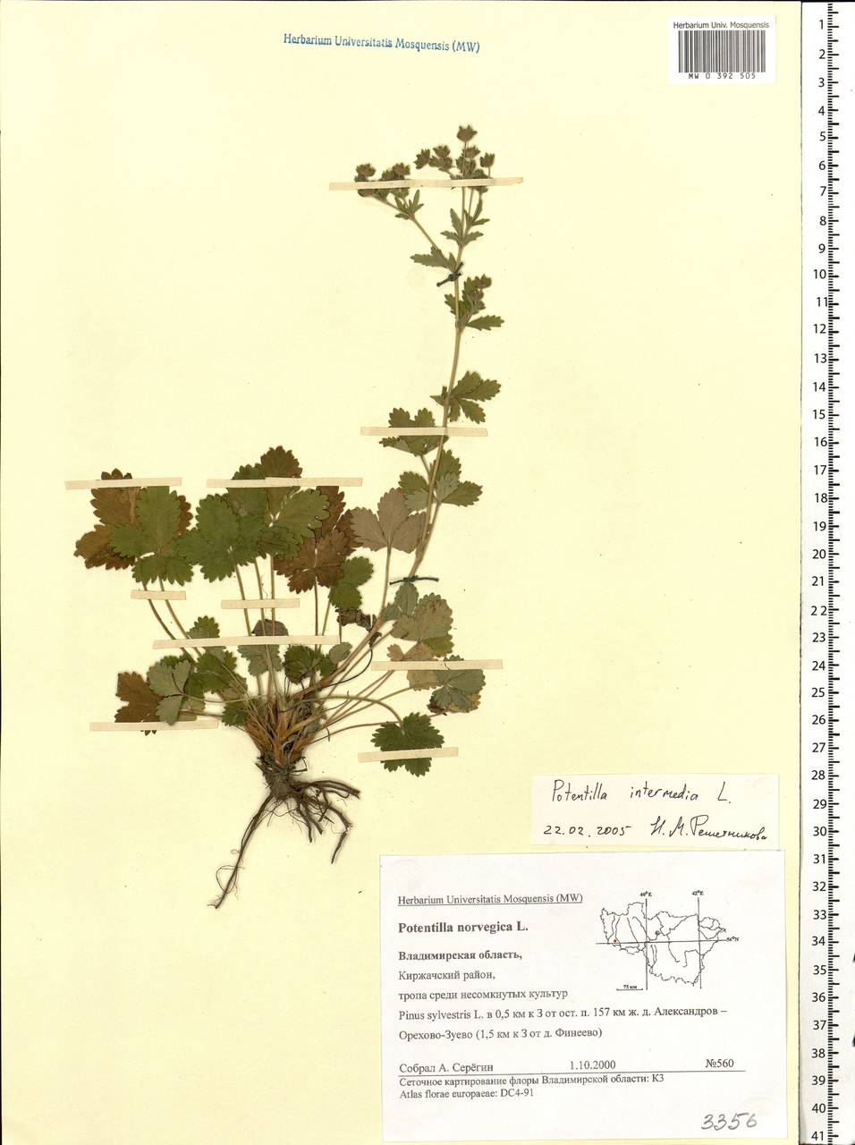 Potentilla intermedia L., Eastern Europe, Central region (E4) (Russia)