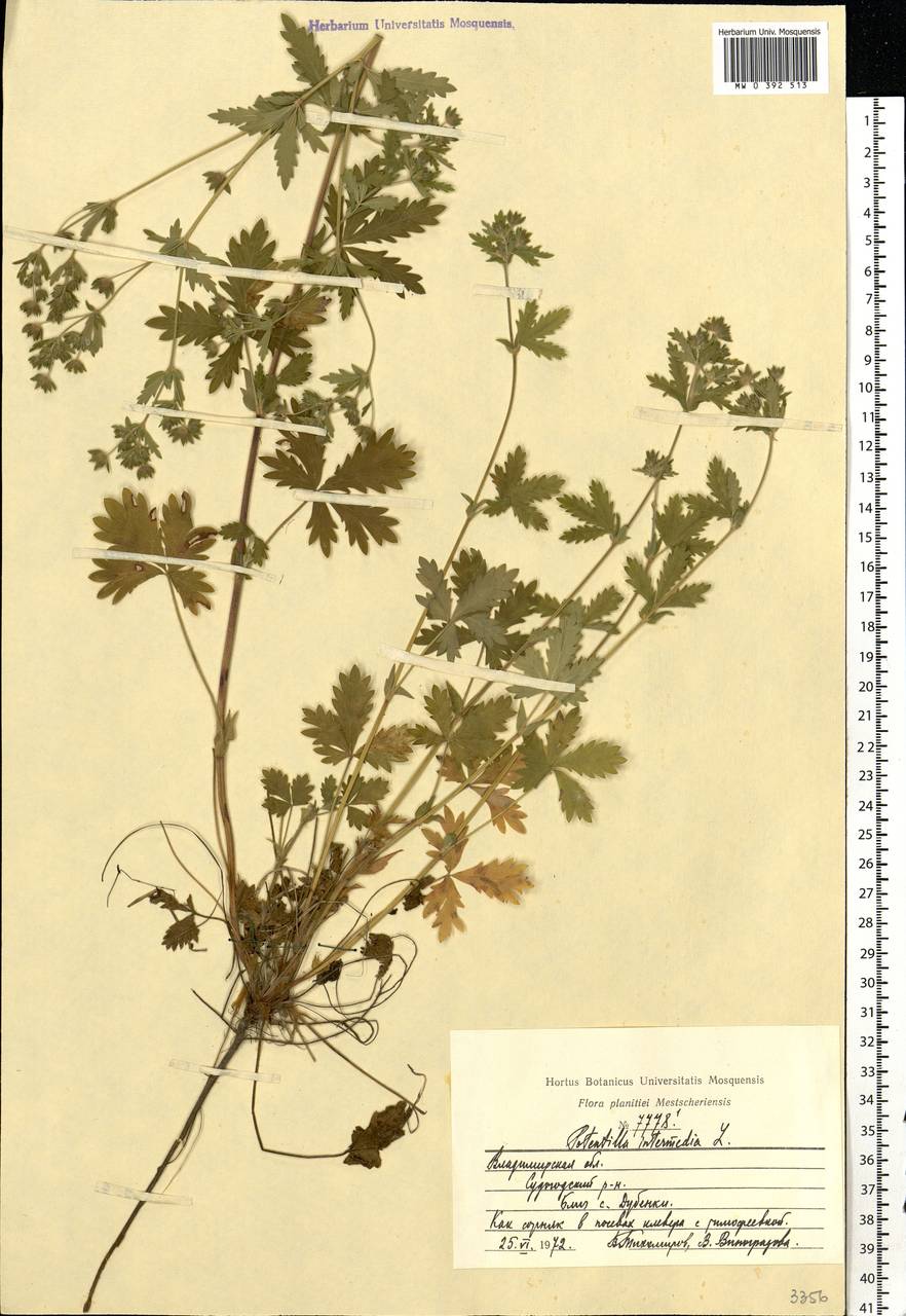 Potentilla intermedia L., Eastern Europe, Central region (E4) (Russia)
