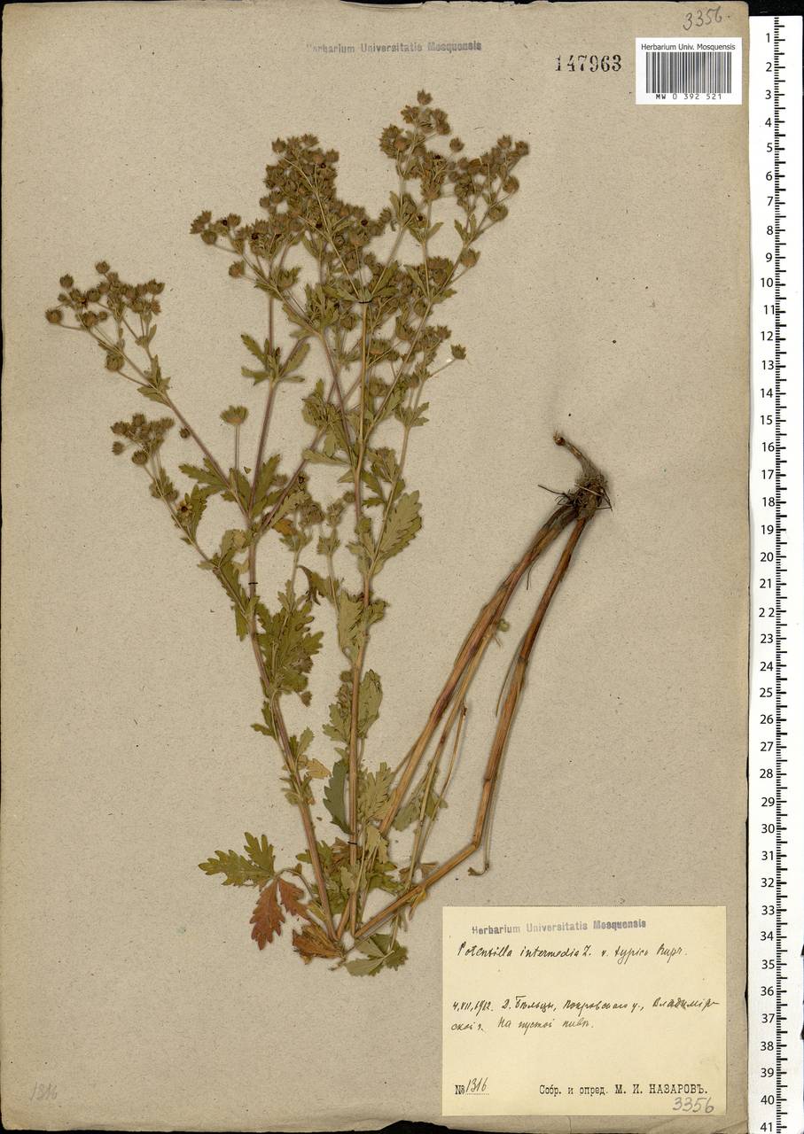 Potentilla intermedia L., Eastern Europe, Central region (E4) (Russia)