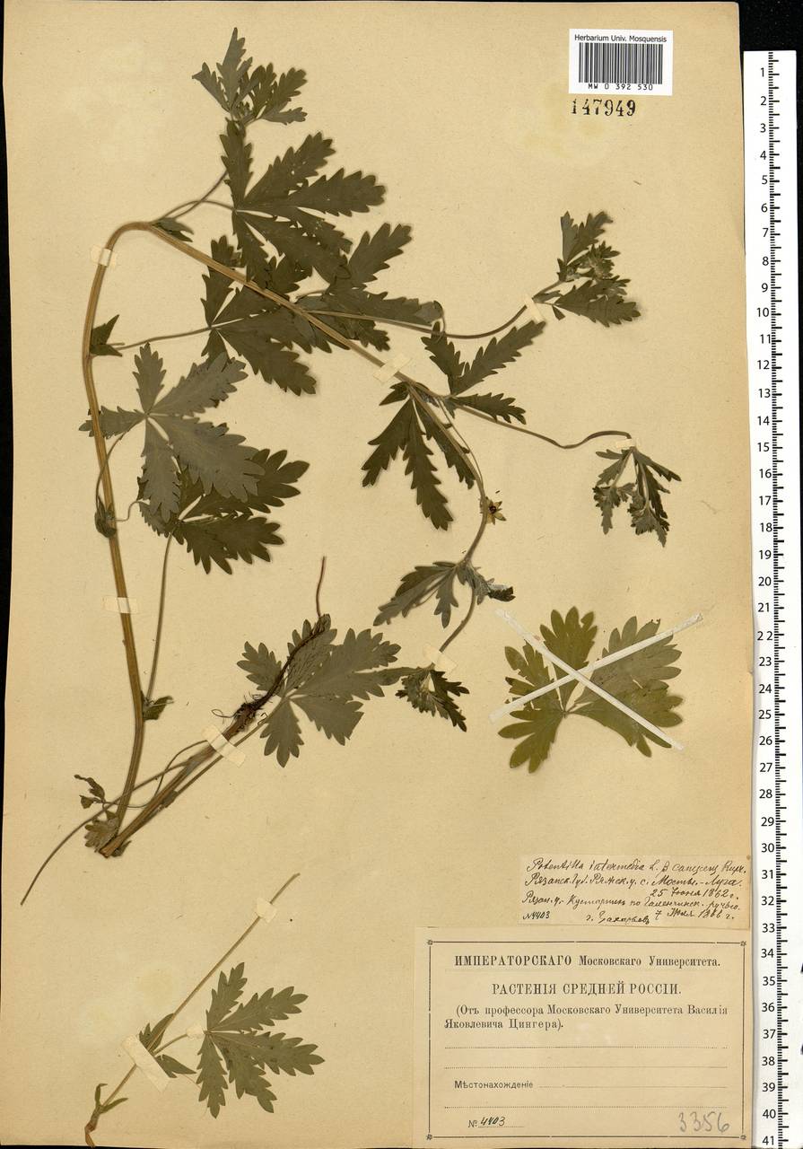 Potentilla intermedia L., Eastern Europe, Central region (E4) (Russia)
