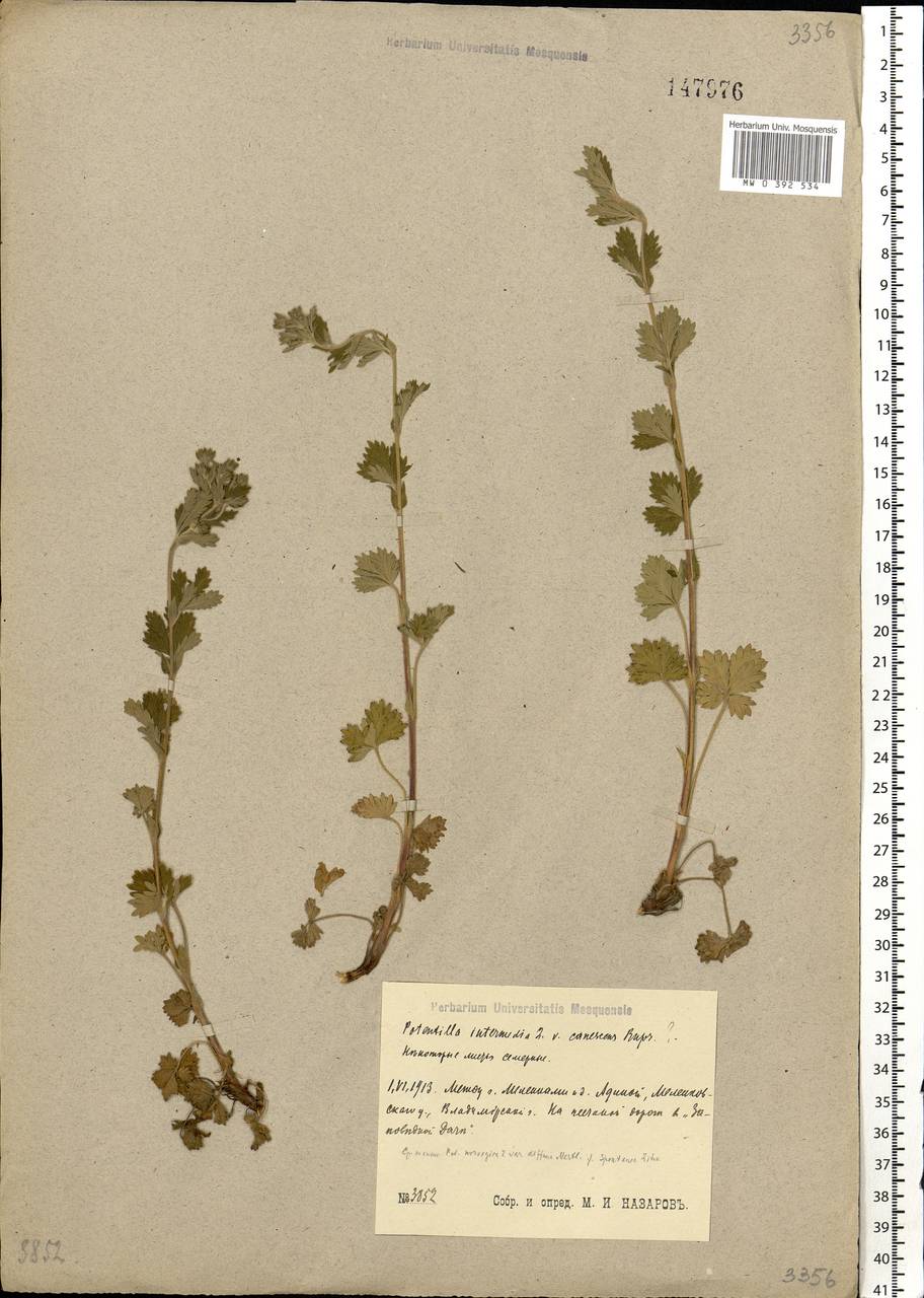 Potentilla intermedia L., Eastern Europe, Central region (E4) (Russia)