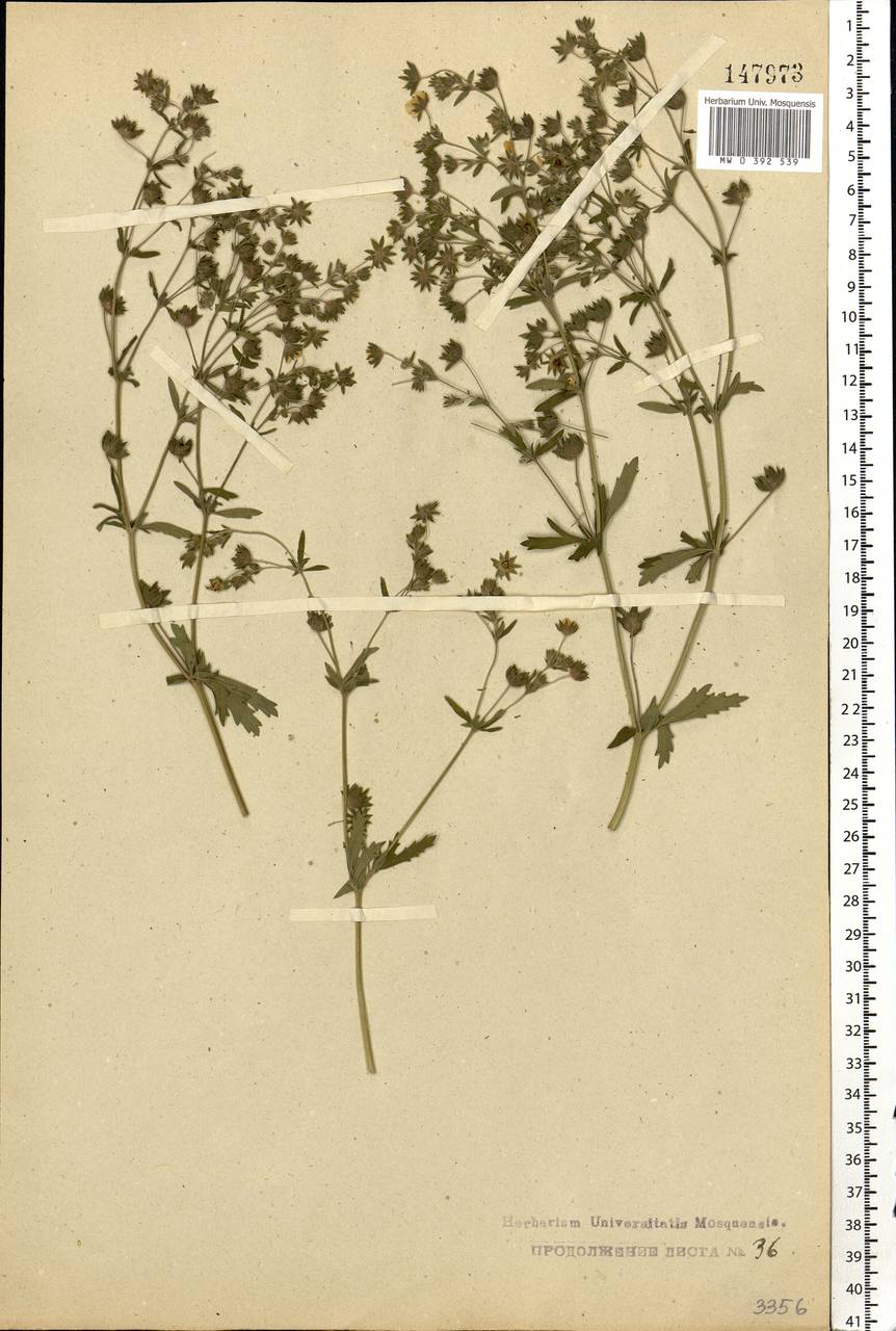 Potentilla intermedia L., Eastern Europe, Central forest region (E5) (Russia)