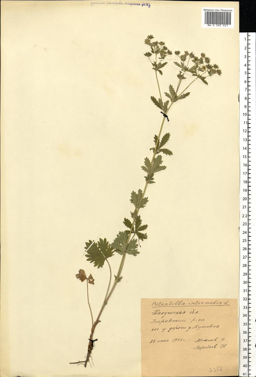 Potentilla intermedia L., Eastern Europe, Central region (E4) (Russia)