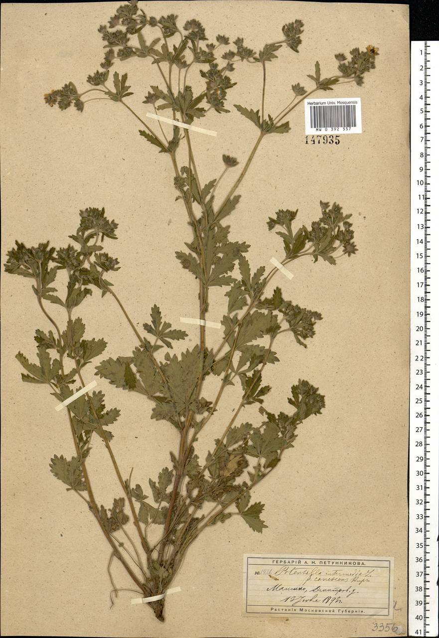 Potentilla intermedia L., Eastern Europe, Moscow region (E4a) (Russia)