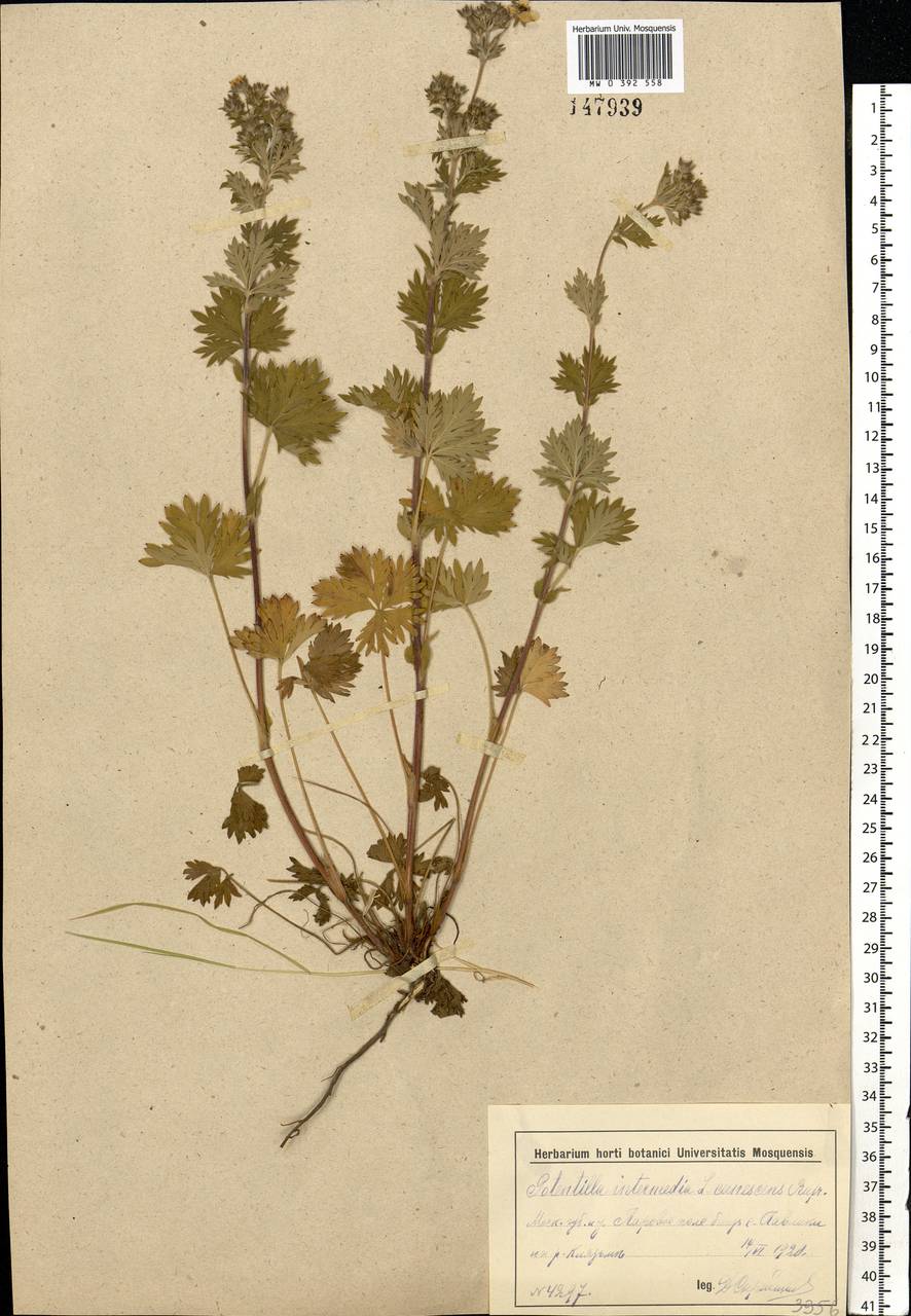 Potentilla intermedia L., Eastern Europe, Moscow region (E4a) (Russia)