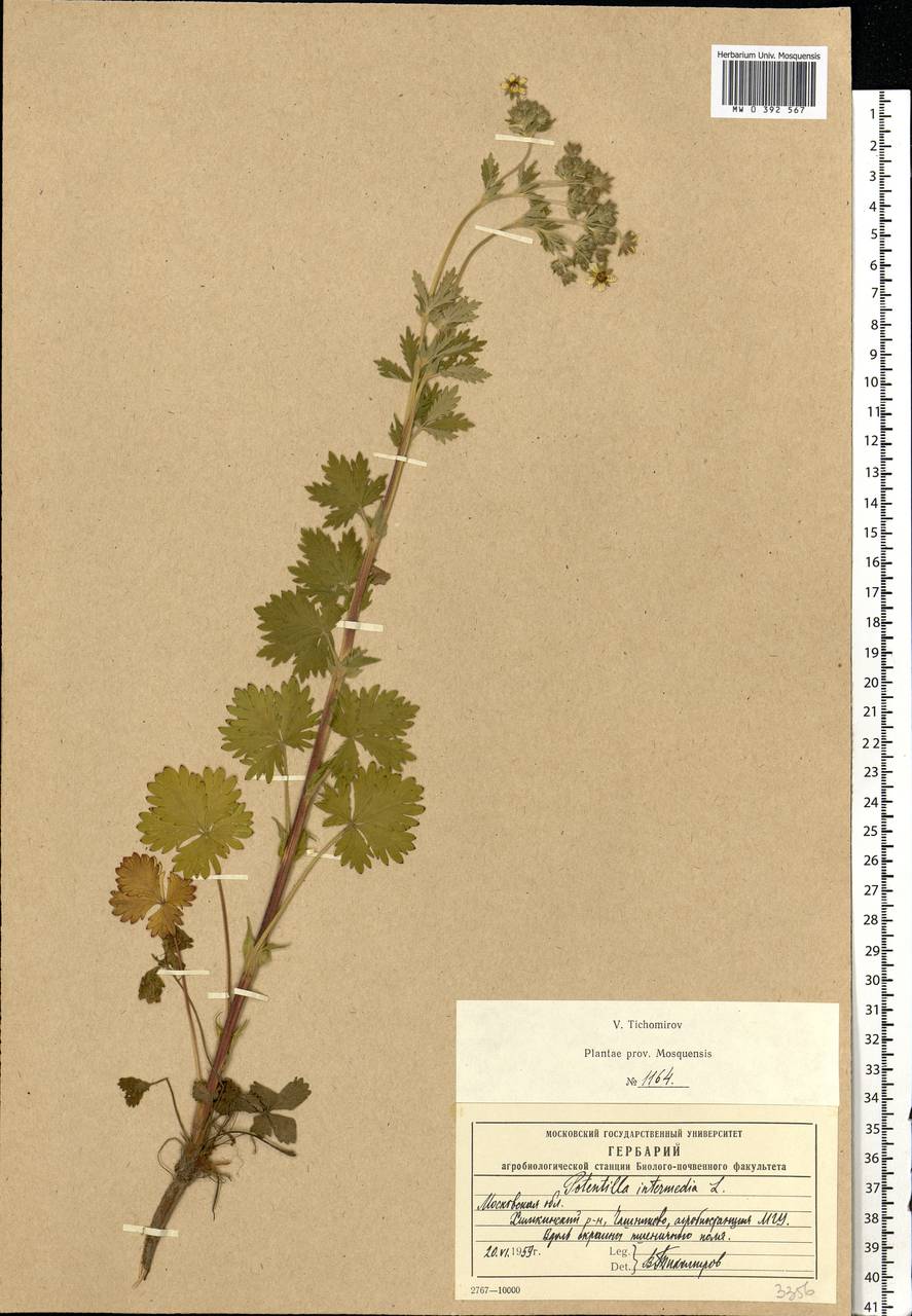 Potentilla intermedia L., Eastern Europe, Moscow region (E4a) (Russia)