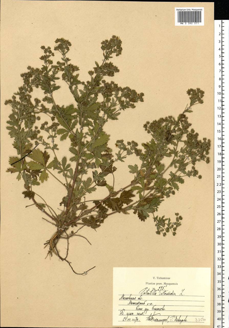 Potentilla intermedia L., Eastern Europe, Moscow region (E4a) (Russia)