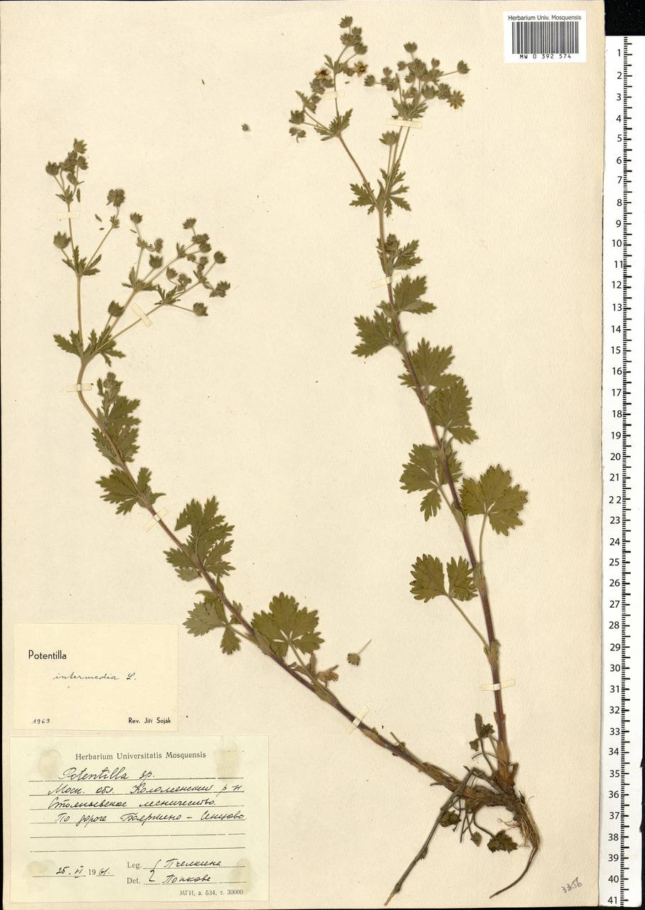 Potentilla intermedia L., Eastern Europe, Moscow region (E4a) (Russia)