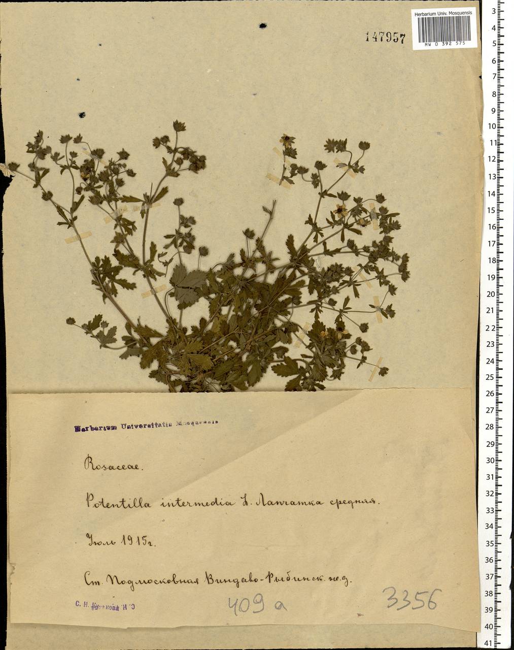 Potentilla intermedia L., Eastern Europe, Moscow region (E4a) (Russia)