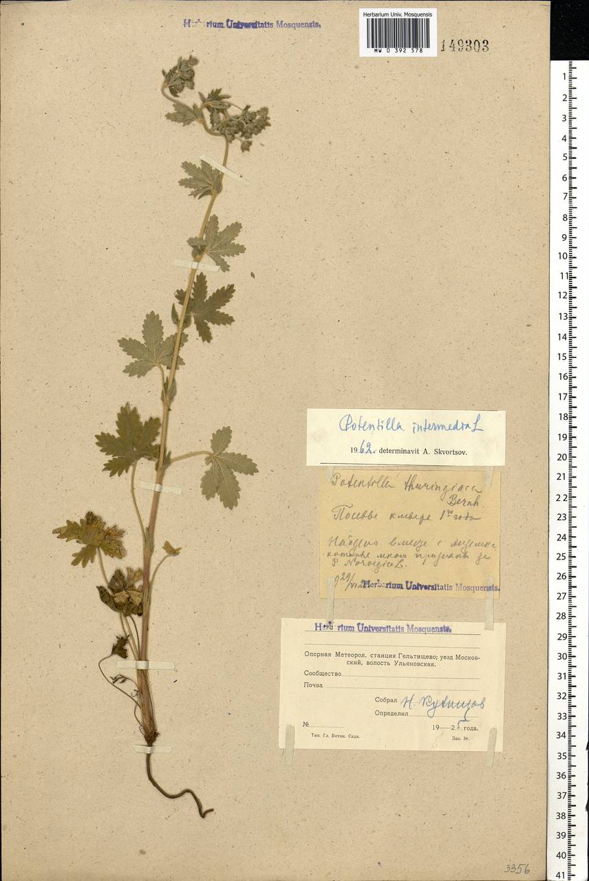 Potentilla intermedia L., Eastern Europe, Moscow region (E4a) (Russia)
