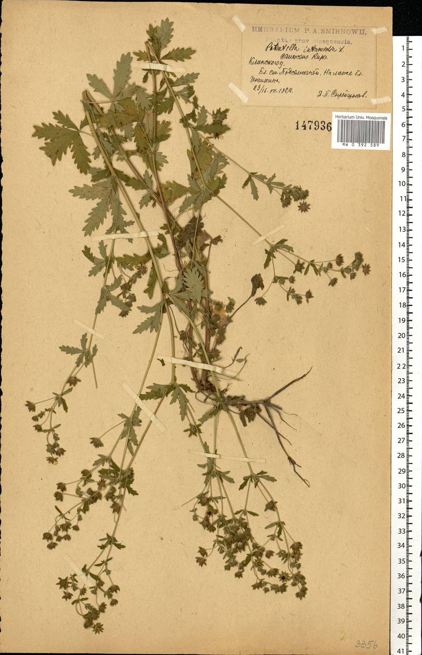 Potentilla intermedia L., Eastern Europe, Moscow region (E4a) (Russia)