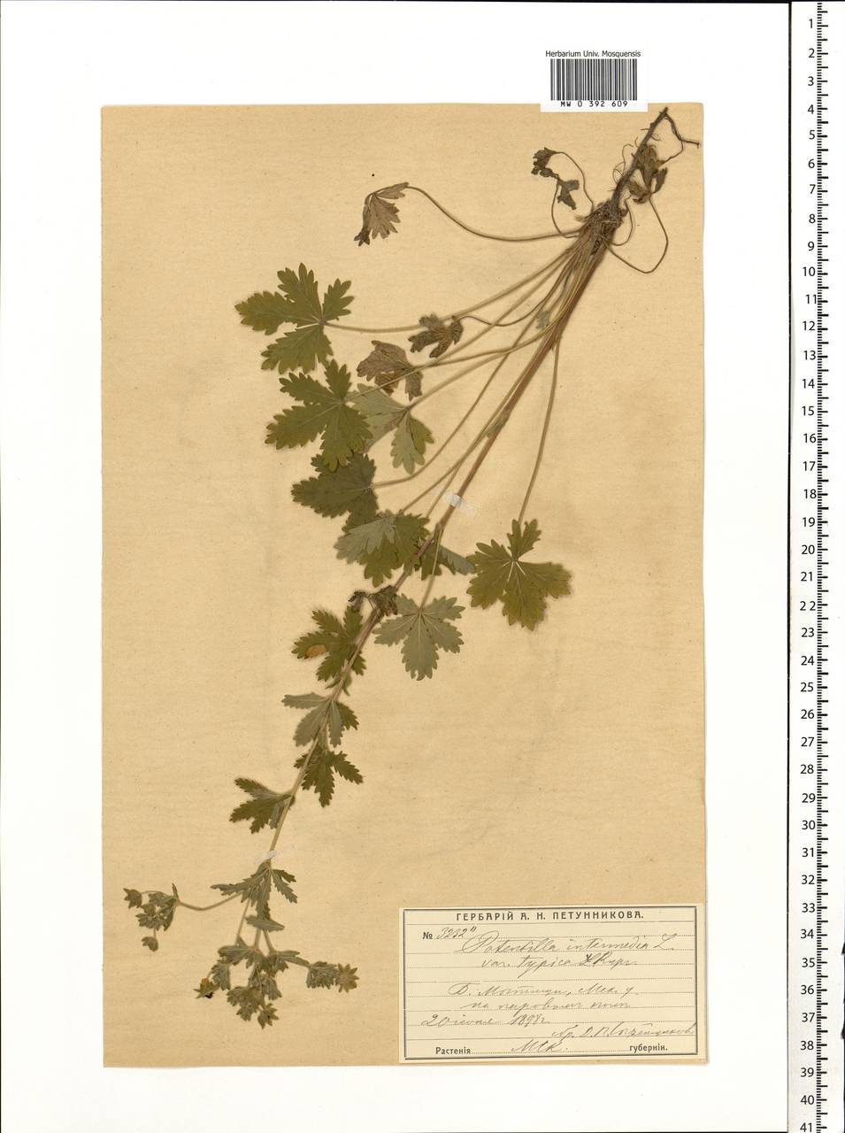 Potentilla intermedia L., Eastern Europe, Moscow region (E4a) (Russia)