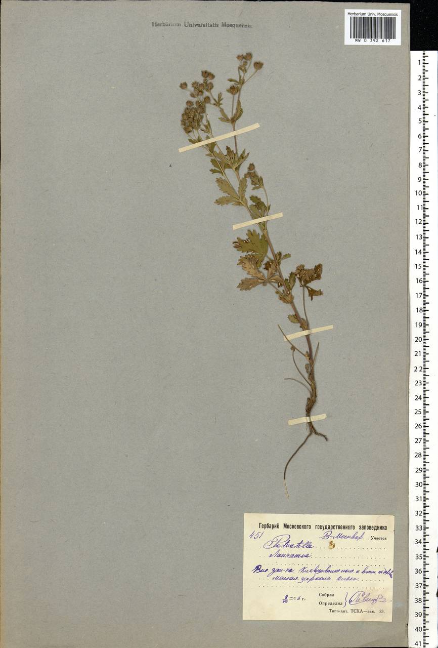 Potentilla intermedia L., Eastern Europe, Moscow region (E4a) (Russia)