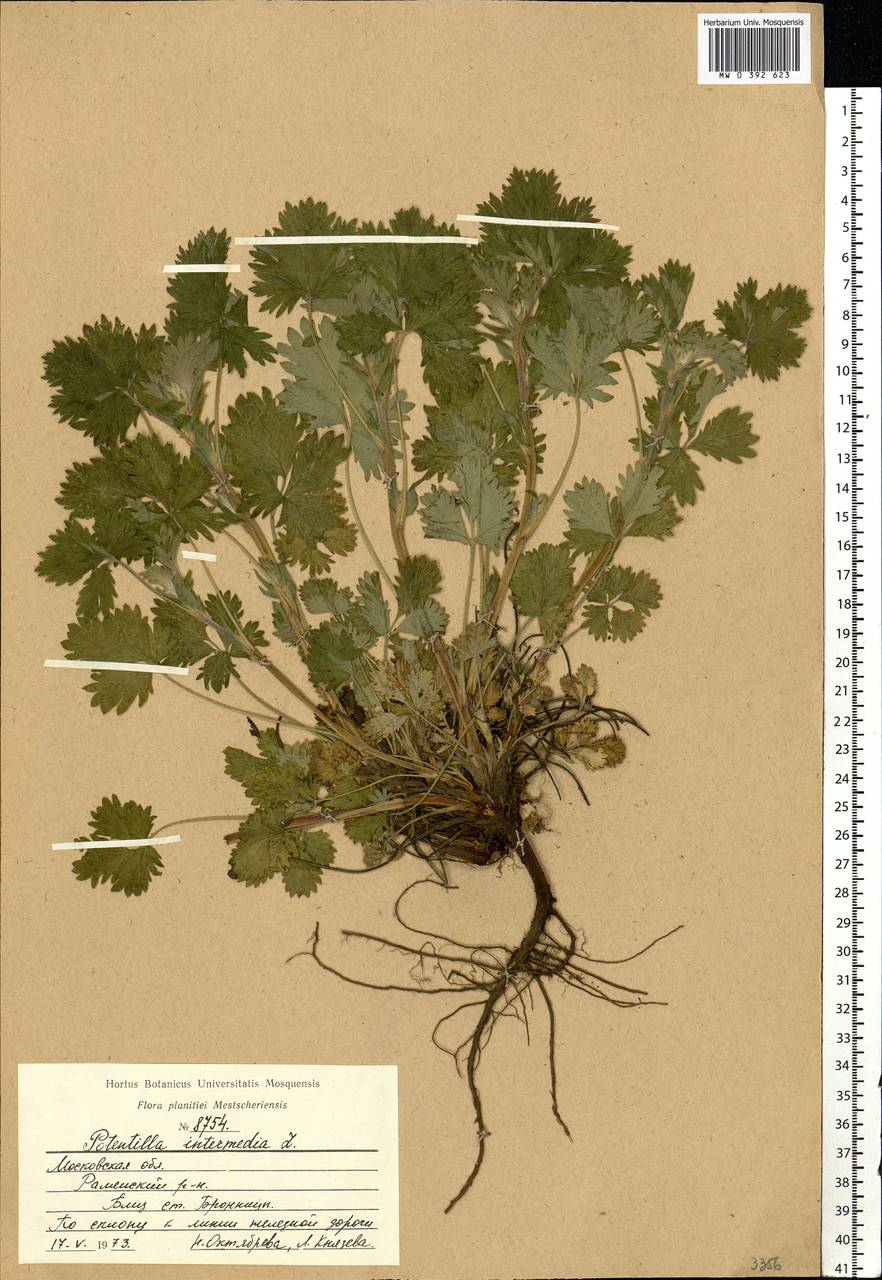 Potentilla intermedia L., Eastern Europe, Moscow region (E4a) (Russia)