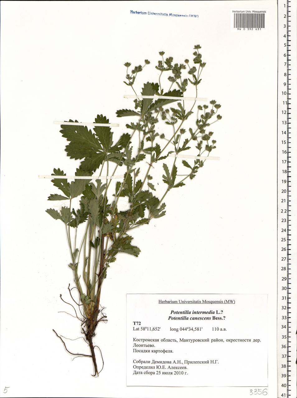 Potentilla intermedia L., Eastern Europe, Central forest region (E5) (Russia)