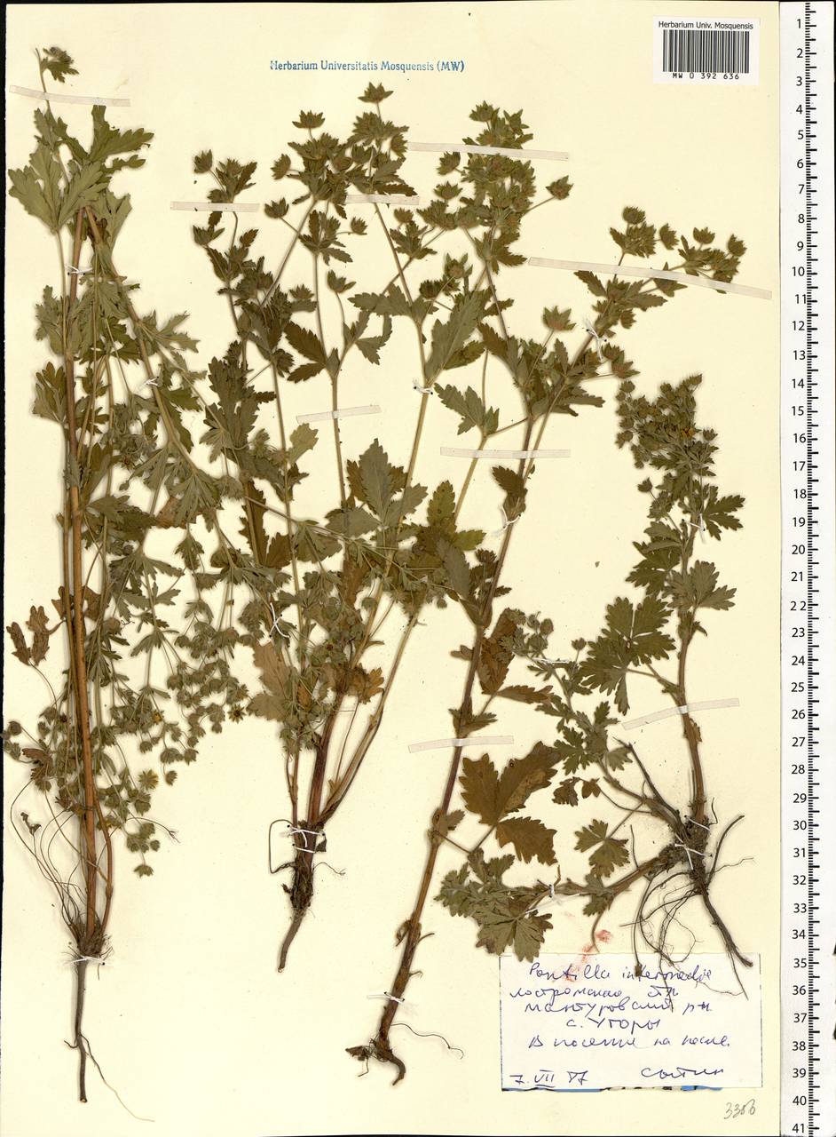 Potentilla intermedia L., Eastern Europe, Central forest region (E5) (Russia)