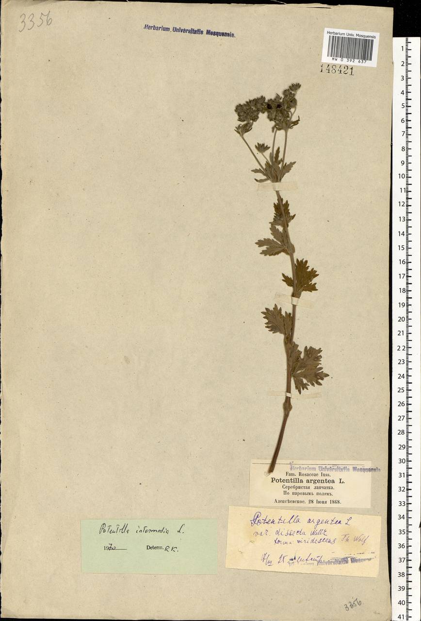 Potentilla intermedia L., Eastern Europe, Moscow region (E4a) (Russia)